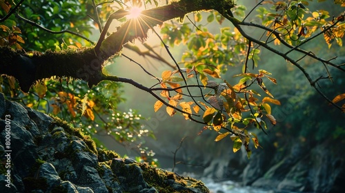 The image shows a close-up view of a sunlit tree branch covered in moss, with leaves that have turned yellow, indicating autumn. The sunlight is piercing through the leaves, creating a starburst effec photo