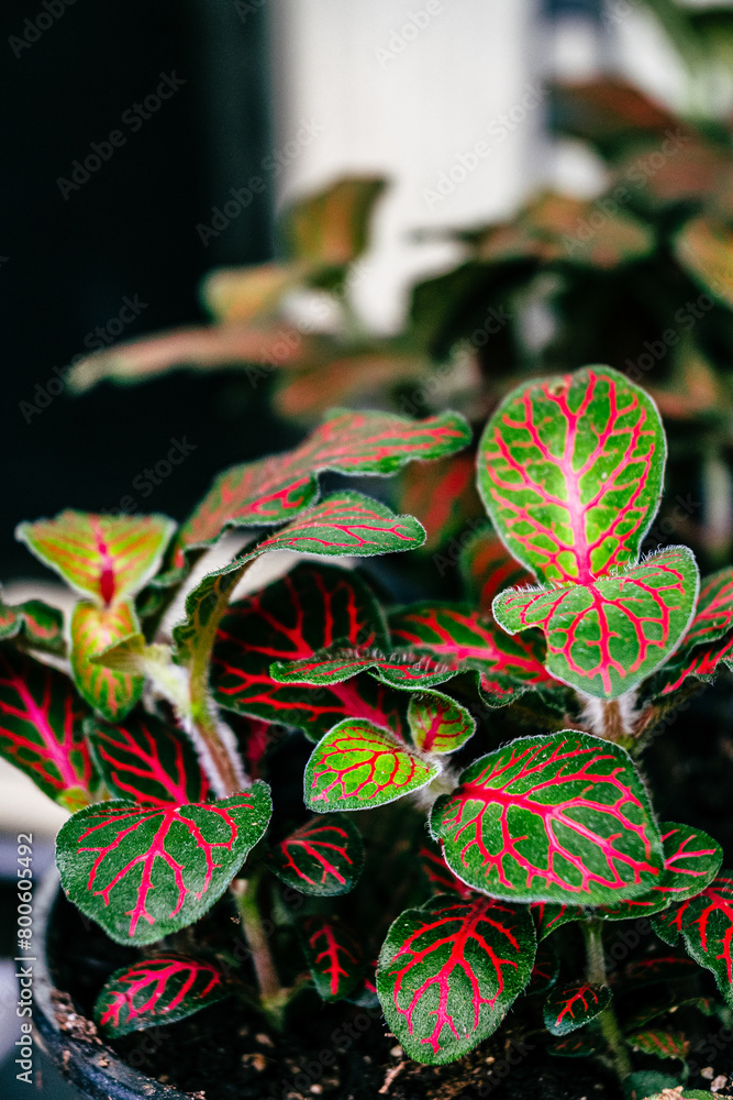 Colorful leafy green house plant