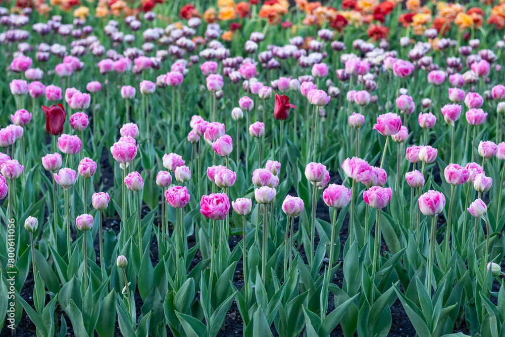 Flowerbed with colorful tulips on a sunny day.