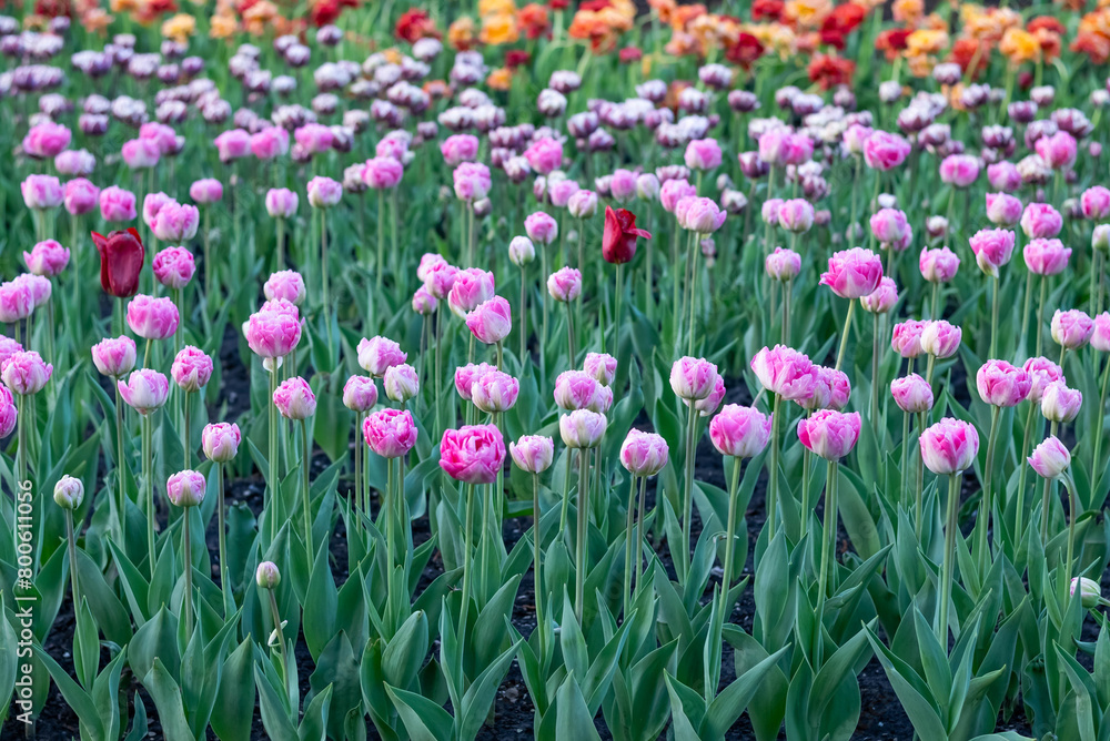 Flowerbed with colorful tulips on a sunny day. Flowerbed with colorful tulips on a sunny day.