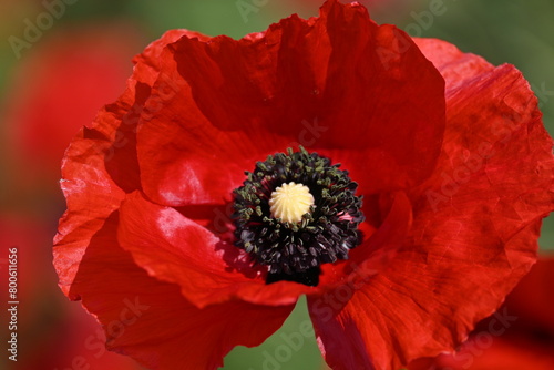 Beautiful red poppy. Close-up view.
