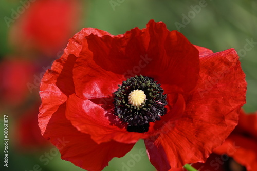 A beautiful red poppy blooms in a meadow. 
