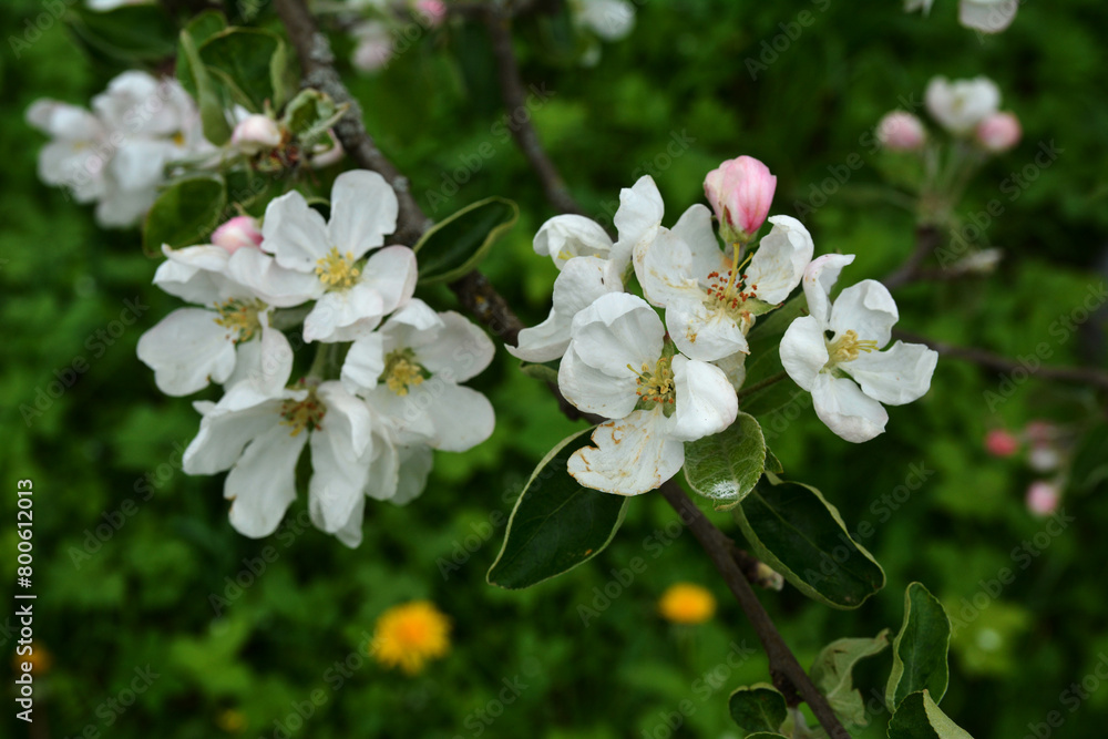 Blooming apple tree in the spring garden
