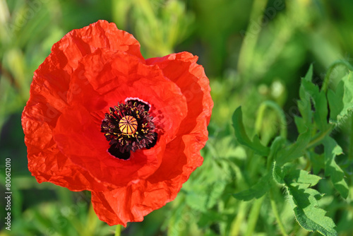 A beautiful red poppy blooms in a meadow. Wonderful nature background in a summer landscape.