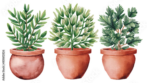 Watercolor illustration of flower in Terracotta Pots, houseplant vector home garden design colorful plant, isolated transparent background