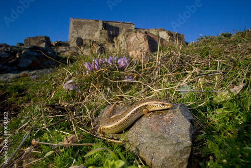 Gongilo or tiligugu (Chalcides ocellatus). Endemic to Sardinia and Sicily. Ocellated skink. Alghero, Sardinia, Italy.