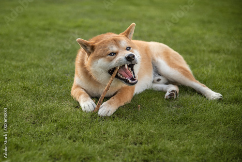 Shiba inu dog is gnawing wooden stick in the back yard