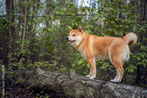 Red shiba inu dog is standing on the fallen tree in the forest on spring day