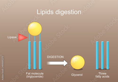 Lipid metabolism from triglyceride to Three fatty acids,  and Glycerol. Lipase function