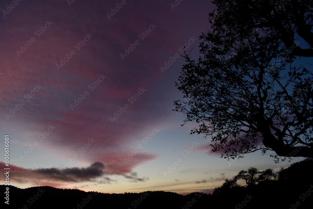 Fototapeta premium sunset in the woods