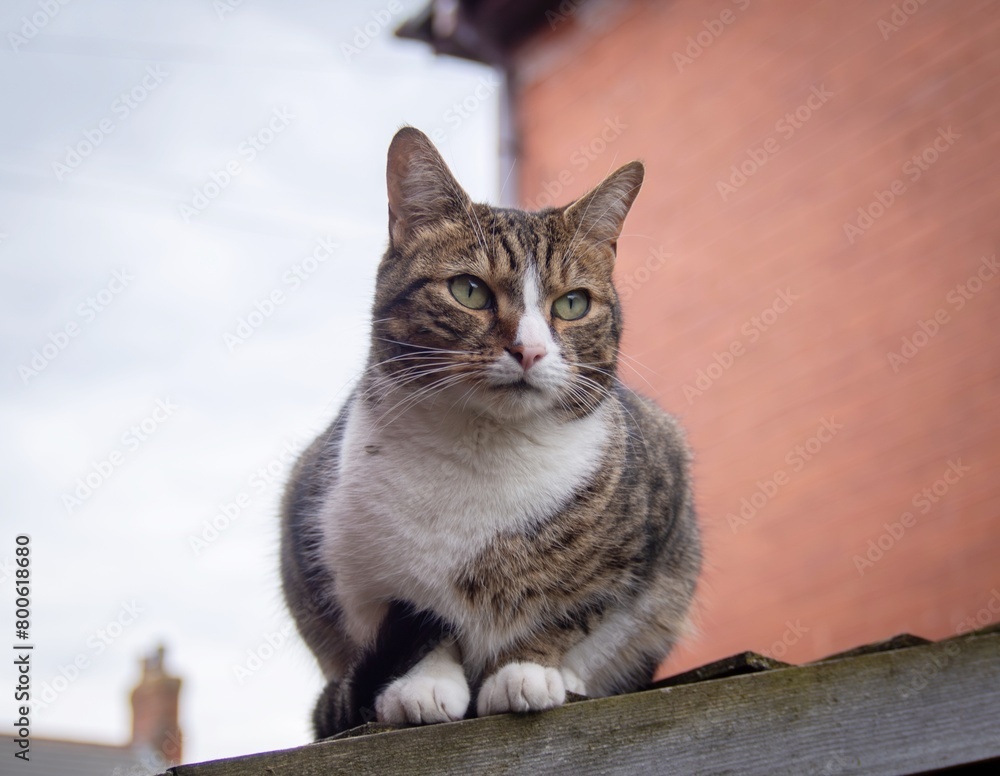 Tabby scat on a Roof