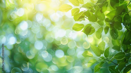 A green leafy tree with a bright sun shining on it. The leaves are full and lush, and the sunlight creates a warm and inviting atmosphere