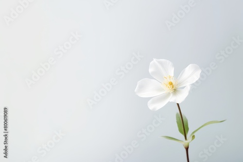 Serene White Flower Against a Soft Blue Background