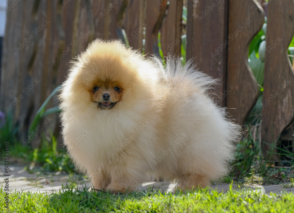 small red pomeranian spitz puppy standing outdoors small red pomeranian spitz puppy standing outdoors