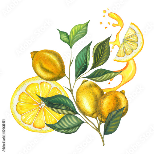 Watercolor lemon juicy branch with leaves, yellow lemons, watercolour splash, flying cut pease of citrus fruit. Hand painted yellow fruits isolated on white background. Fresh illustration for design