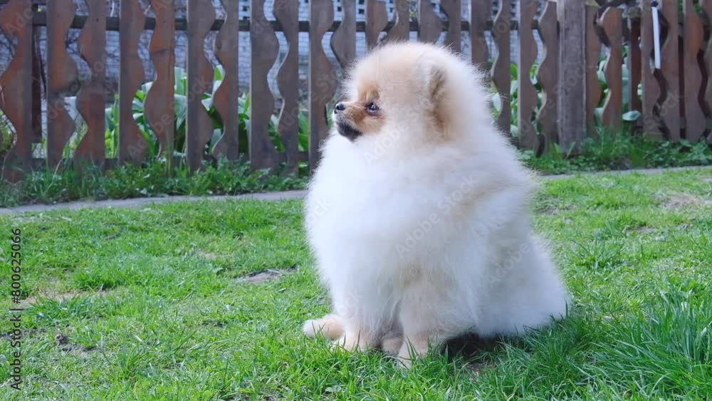 Pomeranian Spitz puppy dog sits on the lawn and barks Pomeranian Spitz puppy dog sits on the lawn and barks