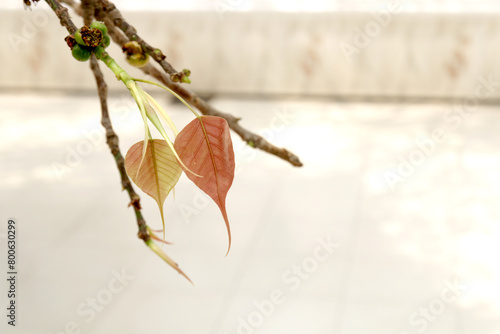 Young pink Bodhi leaves. Bodhi leaves on tree. Peepal Leaf from the Bodhi tree, Sacred Tree for Buddhist. photo