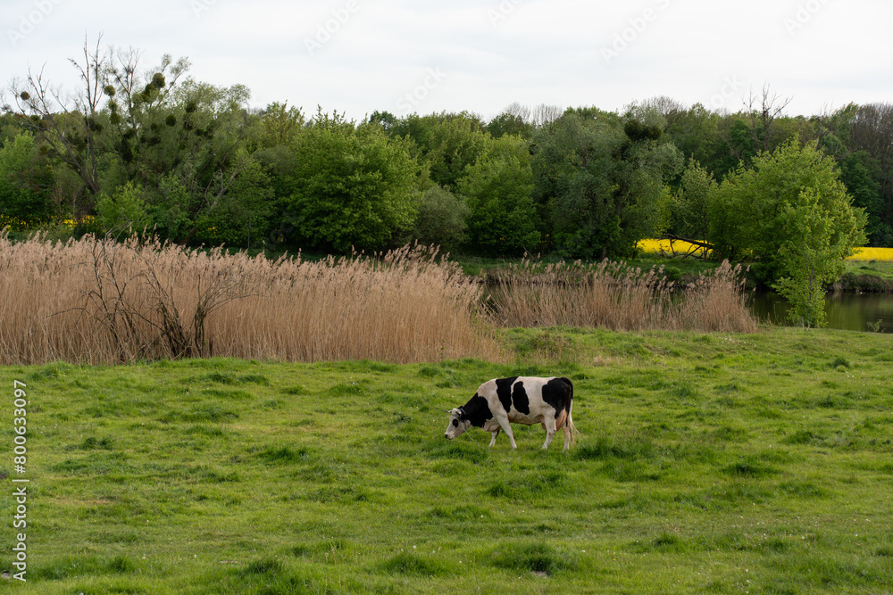 A cow grazing in a spring field of green grass A cow grazing in a spring field of green grass