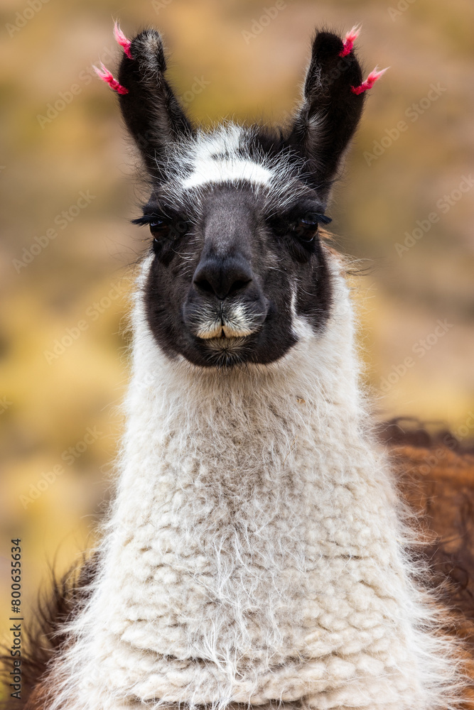 Portrait of a llama with a black face on a blurred background