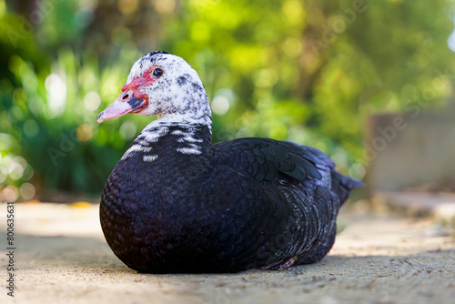 pato echado viendo a cámara