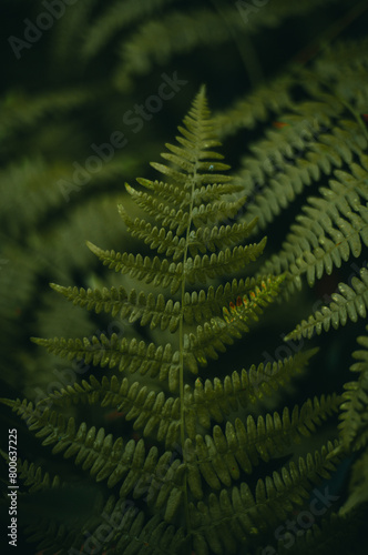 Beautiful fern leaf texture in nature. Natural ferns blurred background. Fern leaves Close up. Fern plants in forest. Background nature concept. photo