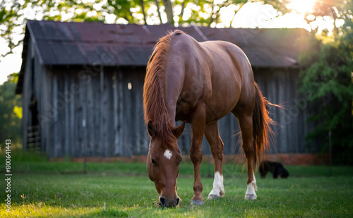 Grazing Horse