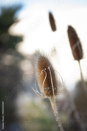 Fuller's teasel, seed head, seed comb  of a wild teasel
