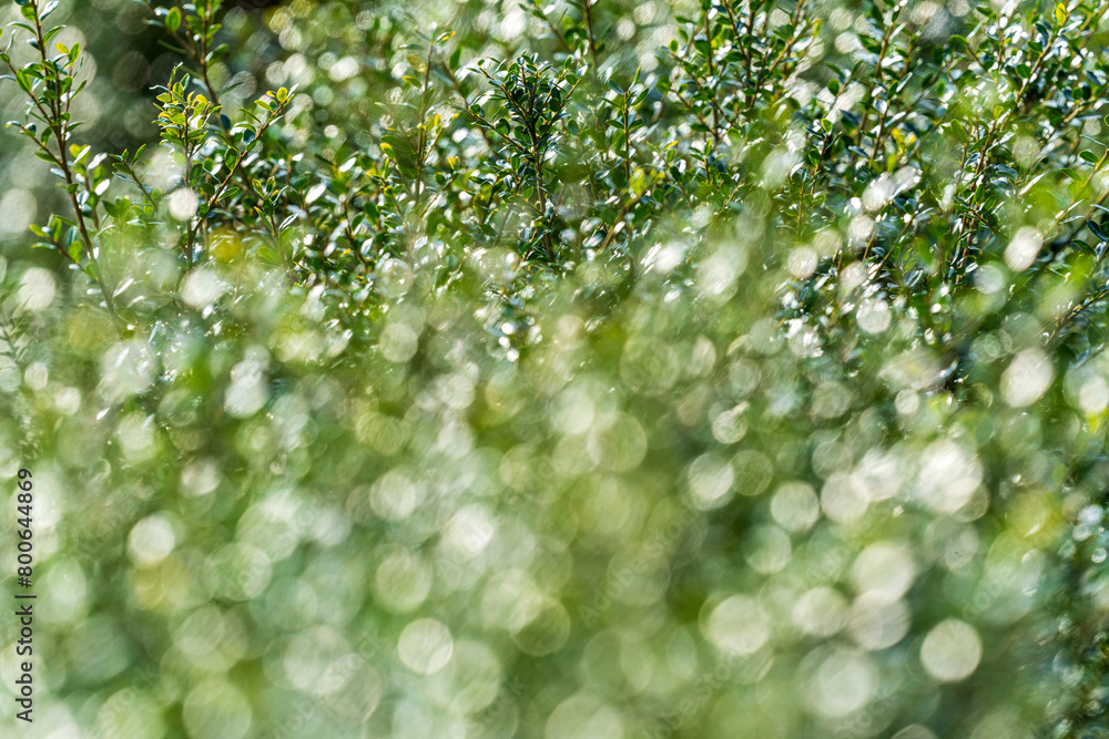 small green leaves macro out of focus small green leaves macro out of focus