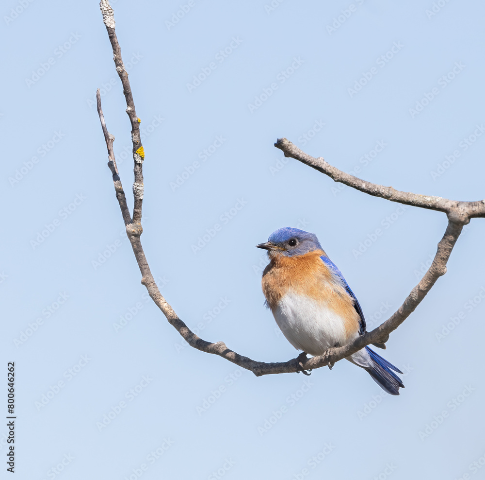 Male Eastern Bluebird on a bare branch in springtime in Ontario Male Eastern Bluebird on a bare branch in springtime in Ontario
