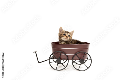 Cute tabby kitten sitting in decorative wagon