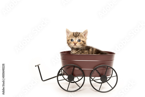 Cute tabby kitten sitting in decorative wagon