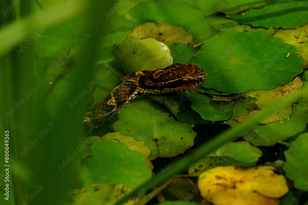Naklejka premium 水面から顔を出すマムシ
