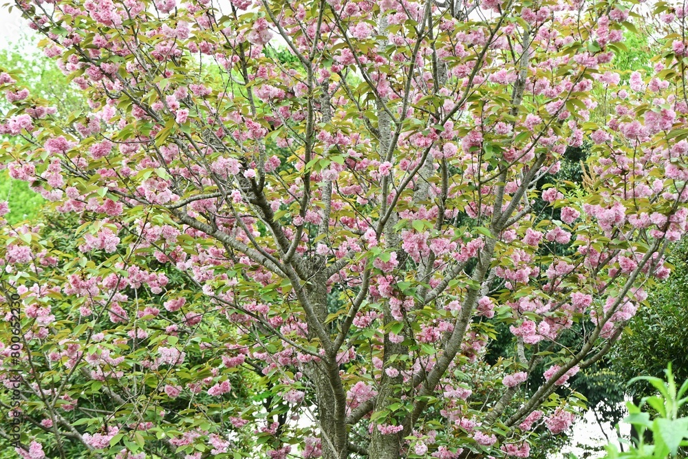 Double Cherry Blossom (Yaezakura) is a spring tradition and has a deep relationship with the Japanese people, and there are many cultivated varieties. Also called 'Botan-zakura'.
Double Cherry Blossom (Yaezakura) is a spring tradition and has a deep relationship with the Japanese people, and there are many cultivated varieties. Also called 'Botan-zakura'.