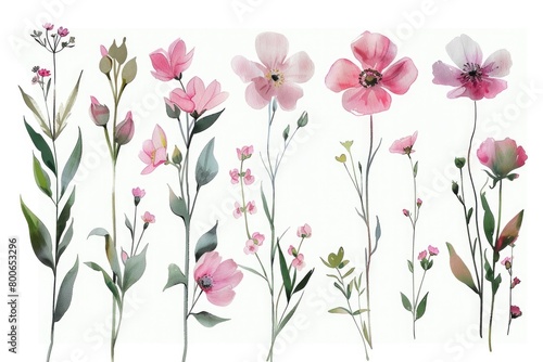 A painting of pink flowers on a white background. Suitable for various design projects