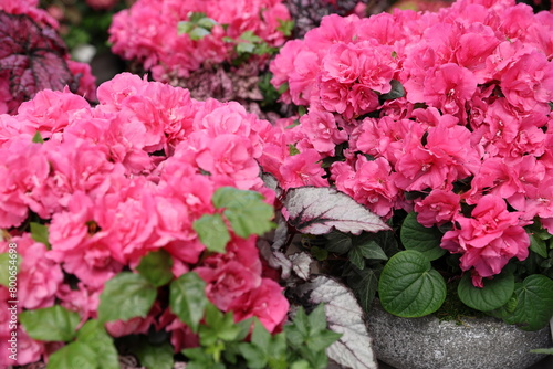 pink azaleas 