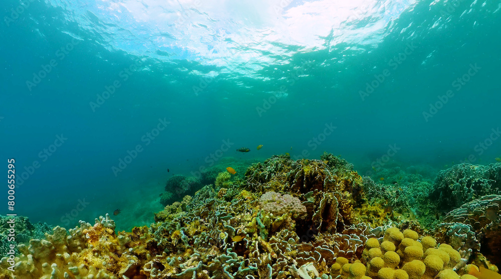 Fototapeta premium Tropical coral reefs under the sea. Underwater life landscape.
