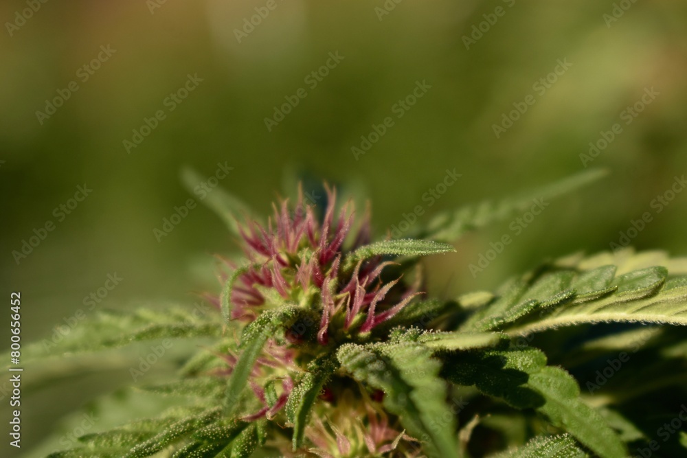 Flower of cannabis Flower of cannabis