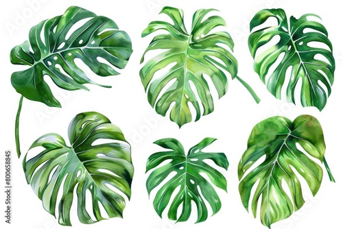 Vibrant watercolor painting of tropical leaves. Perfect for tropical-themed designs