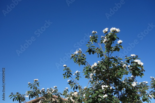
Anacahuita (also known as Cordia Boissieri, White Cordia, Mexican olive, Texas wild olive) flowering in early Spring, copy space photo