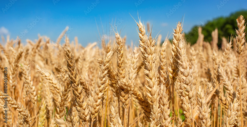 Fototapeta premium Close up Field ripe wheat under blue sky with clouds, harvest season. Agriculture farming concept