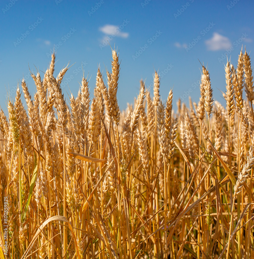 Close up Field ripe wheat under blue sky with clouds, harvest season. Agriculture farming concept Close up Field ripe wheat under blue sky with clouds, harvest season. Agriculture farming concept