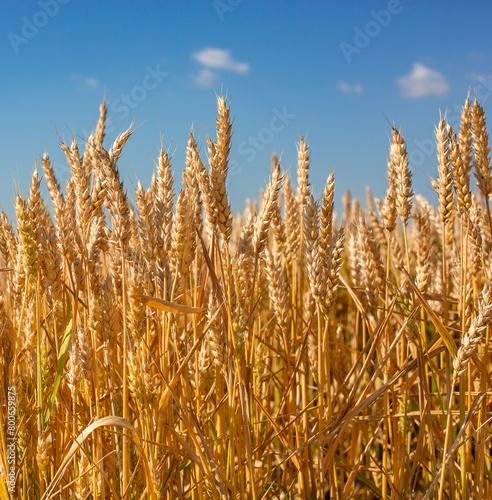 Close up Field ripe wheat under blue sky with clouds  harvest season. Agriculture farming concept