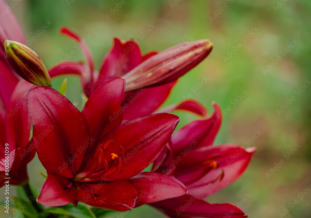 Red Asiatic lilies blooming in a garden. Horticulture and natural beauty concept