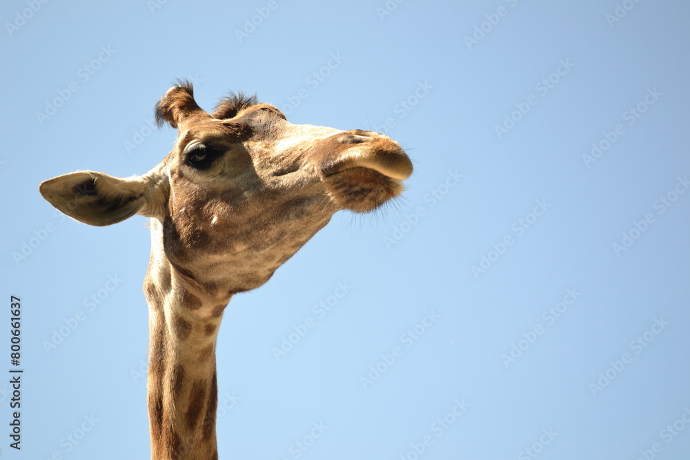 Obraz premium close up of a giraffe