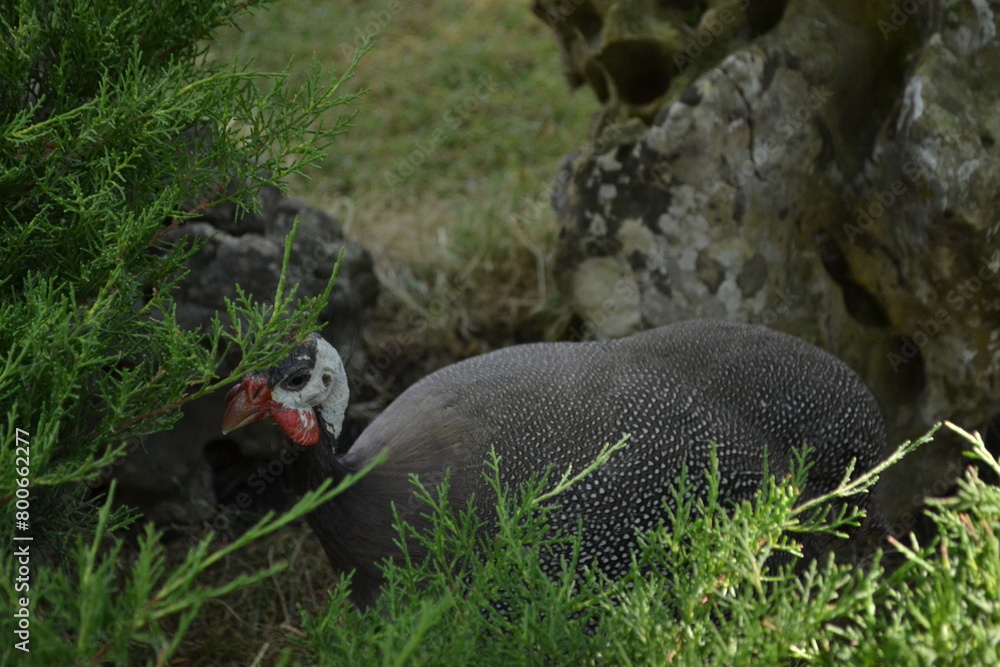 Fototapeta premium red billed hornbill
