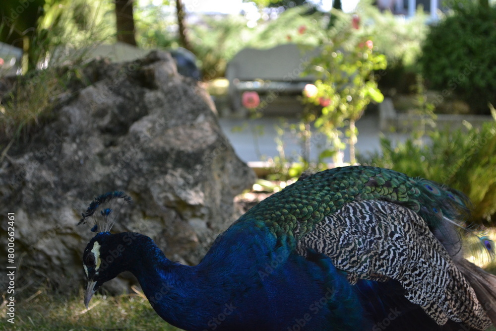 Fototapeta premium peacock in the garden