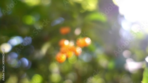 Duranta repens, Duranta erecta is a species of flowering shrub in the verbena family Verbenaceae, native from Mexico to South America and the Caribbean.