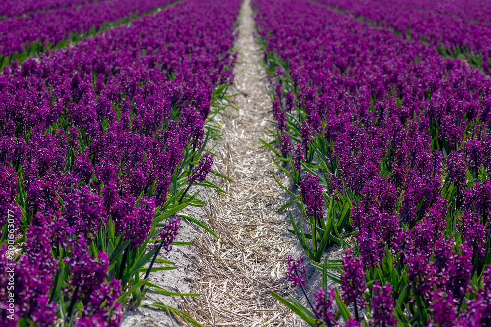Selective focus of purple Hyacinth flower in the fields, Purple Hyacinthus, A small genus of bulbous spring-blooming perennials, Fragrant flowering plants in the family Asparagaceae, Nature background Selective focus of purple Hyacinth flower in the fields, Purple Hyacinthus, A small genus of bulbous spring-blooming perennials, Fragrant flowering plants in the family Asparagaceae, Nature background