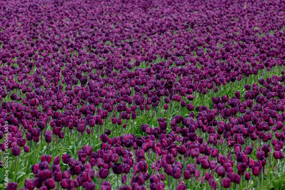 Row or line of dark purple tulips flowers with green leaves on field in countryside farm, Tulips are plants of the genus Tulipa, Spring-blooming perennial herbaceous bulbiferous geophytes, Netherlands