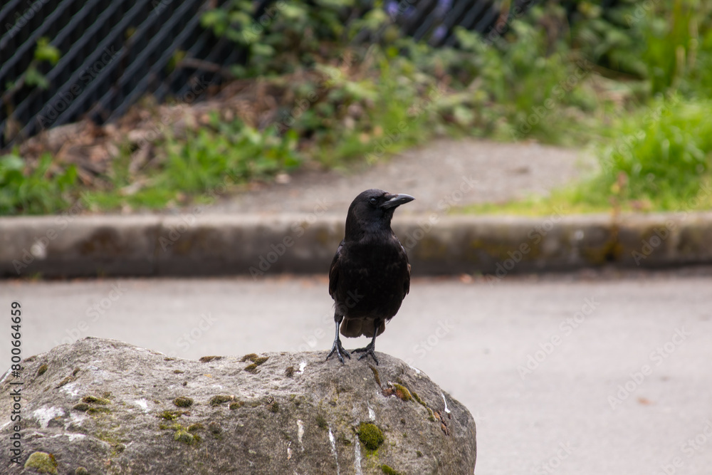 Obraz premium Crow perched on a rock.